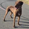 Rufo