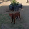 Rufo