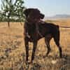 Rufo