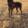 Rufo