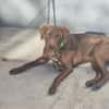 Rufo