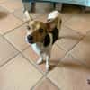 Shira sucht ein liebevolles Zuhause
