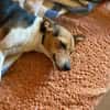 Shira sucht ein liebevolles Zuhause
