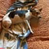 Shira sucht ein liebevolles Zuhause