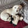 Romeo - lieb, freundlich, verschmust