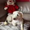 Romeo - lieb, freundlich, verschmust