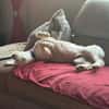 Romeo - lieb, freundlich, verschmust