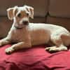 Romeo - lieb, freundlich, verschmust