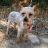 Soli ein liebes Yorkie Mädchen