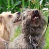 ***LILLY und ROXY!***