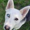 Hundedame FREYA wurde ausgesetzt