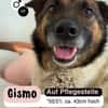 Liebevoller GISMO
