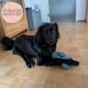 Lebensfrohe RINA sucht ihr forever home