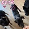 Wunderschöne💕Miley💕sucht ein Zuhause