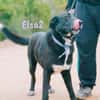 Elsa2 wundervoller Traumhund 11 / 2021DE