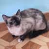 Zutrauliche Katze Megan