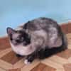 Zutrauliche Katze Megan