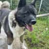 American Akita Amy