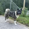American Akita Amy