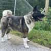 American Akita Amy