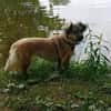 Maggy
