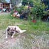 Maggy
