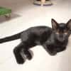 Liebevolles Katzenmädchen Lola