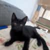 Liebevolles Katzenmädchen Lola