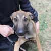 3 sportl. Welpen su. Zuhause