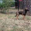3 sportl. Welpen su. Zuhause