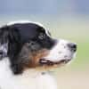 Balou su. erfahrene Besitzer