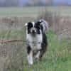 Balou su. erfahrene Besitzer