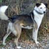 lieber, kastrierter Filipe, 54 cm sucht