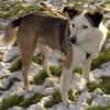 lieber, kastrierter Filipe, 54 cm sucht