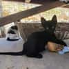 Bessie, Schmusekatze sucht Familie