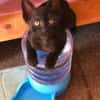 Bessie, Schmusekatze sucht Familie