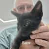 Lebensfrohes Katzenmädchen sucht Zuhause