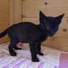 Lebensfrohes Katzenmädchen sucht Zuhause
