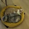 Bechamel & Pastaflora Aus dem Tierschutz