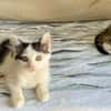Teddy und Mousy aus dem Tierschutz