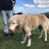 Geben Sie Senior Rocky eine Chance?
