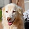 Geben Sie Senior Rocky eine Chance?