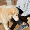 Geben Sie Senior Rocky eine Chance?