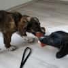 Socke, kleine Welpenhuendin braucht Dich