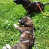 Socke, kleine Welpenhuendin braucht Dich