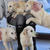 Wird Gas Ihr neues Familienmitglied?