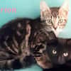 Orion