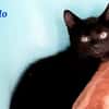Arlo