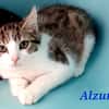 Alzur