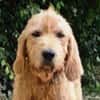 PILOU